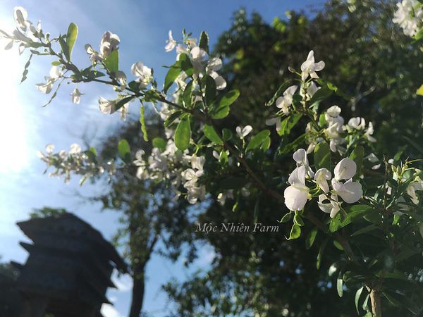  Linh sam trắng bạch, Sông Hinh, lá trung K1 