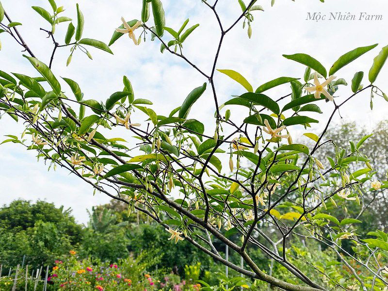 Mai chiếu thủy cam A1
