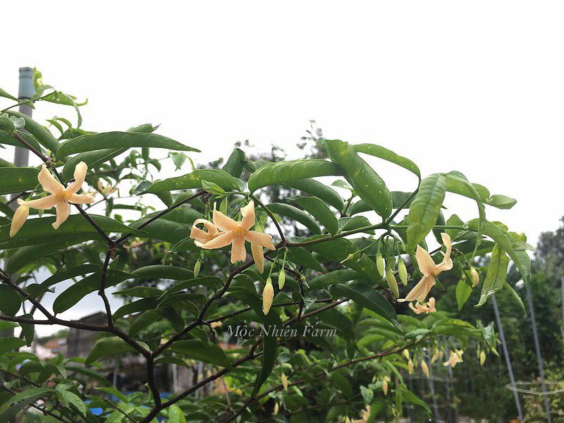 Mai chiếu thủy cam A1