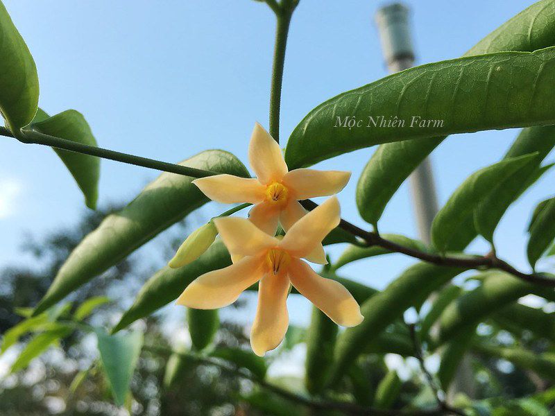 Mai chiếu thủy cam A1