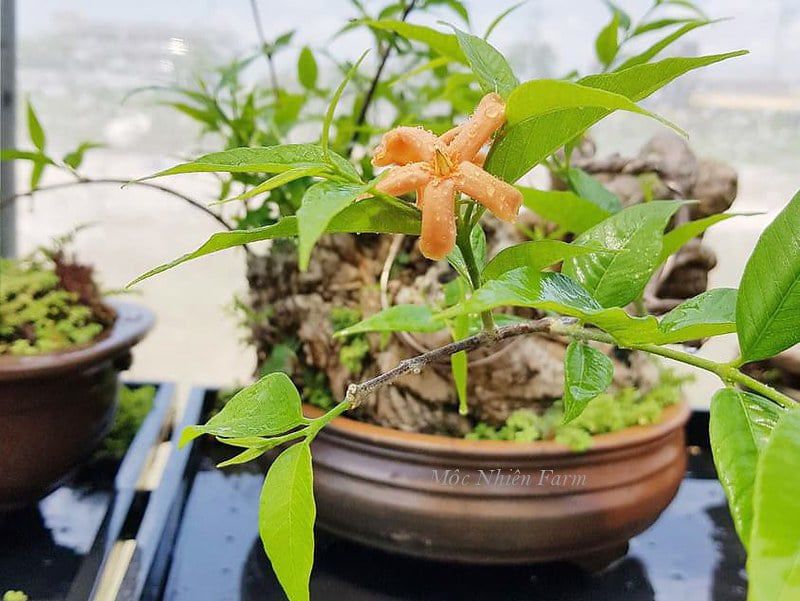 Mai chiếu thủy cam A1