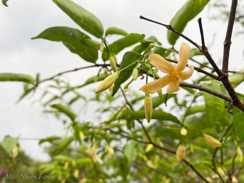 Mai chiếu thủy cam A1