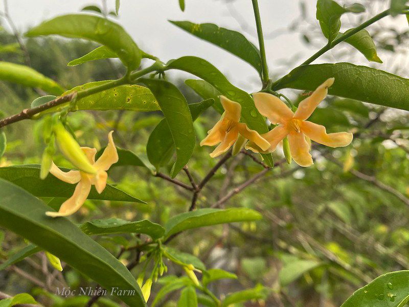 Mai chiếu thủy cam A1