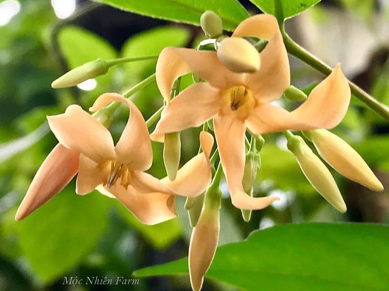 Mai chiếu thủy cam A1
