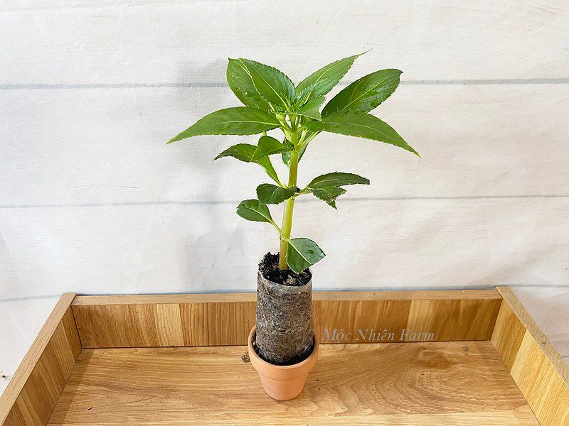 Hoa mai địa thảo hồng B1
