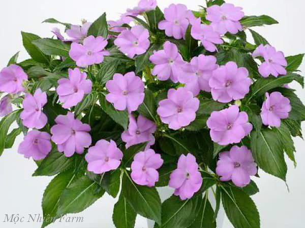 Hoa mai địa thảo hồng B1