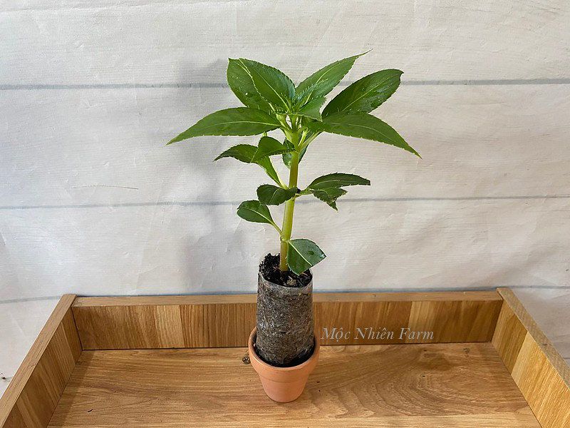 Hoa mai địa thảo trắng E1