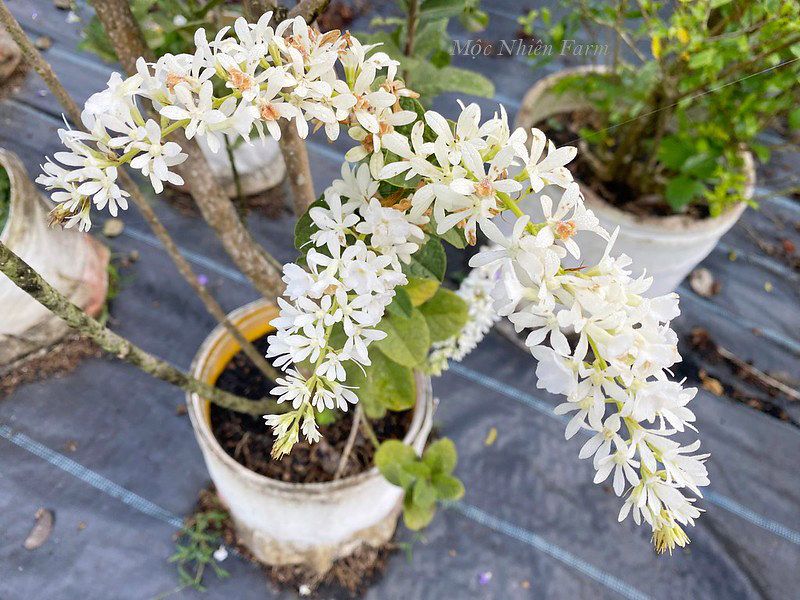 Mai trắng Thái đứng A1