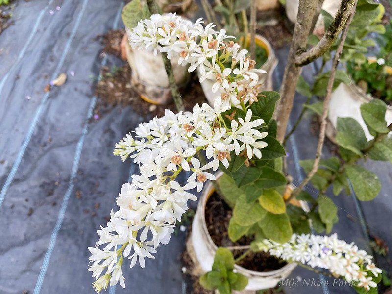 Mai trắng Thái đứng A1