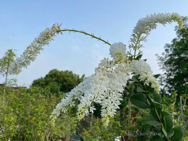 Mai trắng Thái đứng A1