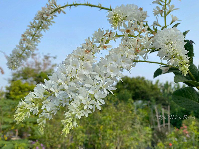 Mai trắng Thái đứng A1