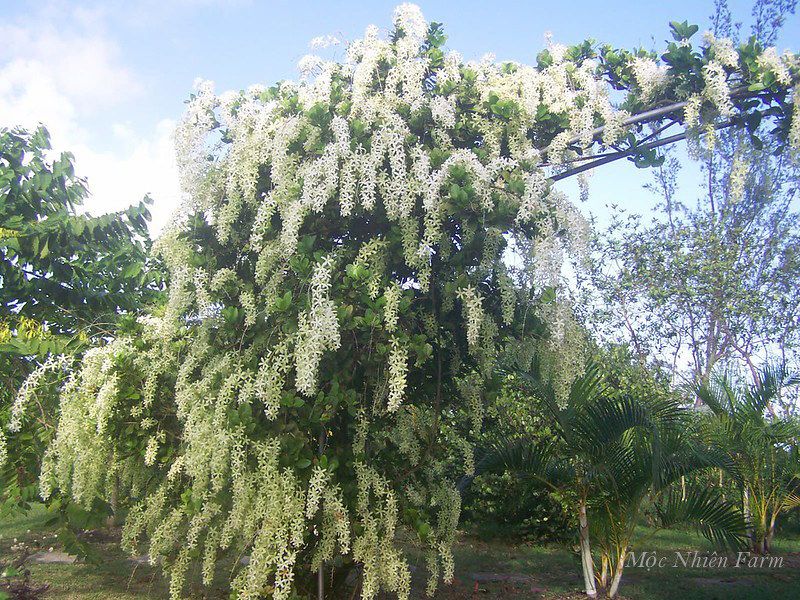 Mai trắng Thái leo B1
