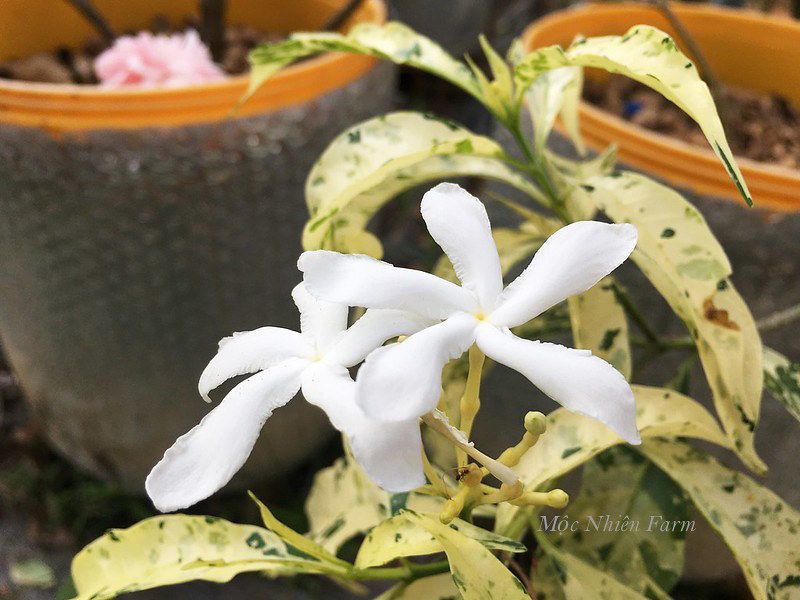 Mai vạn phúc cẩm thạch B1