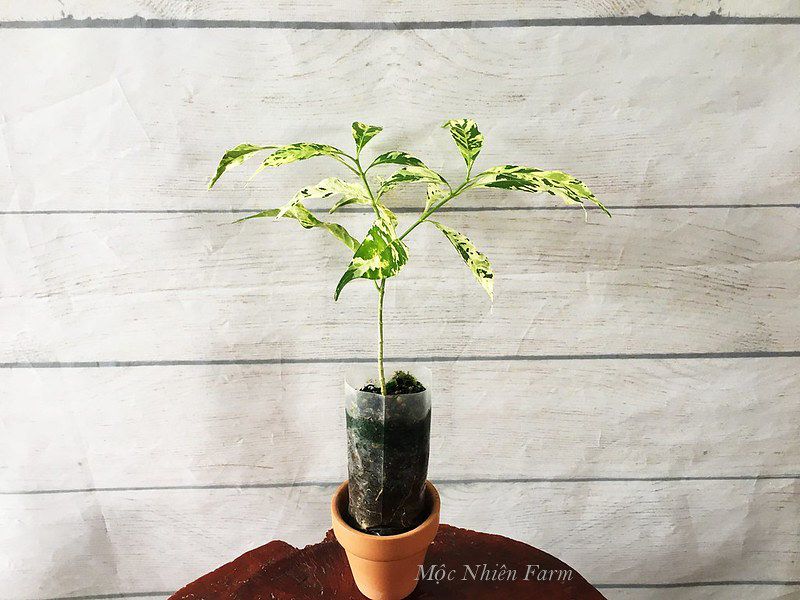 Mai vạn phúc cẩm thạch B1