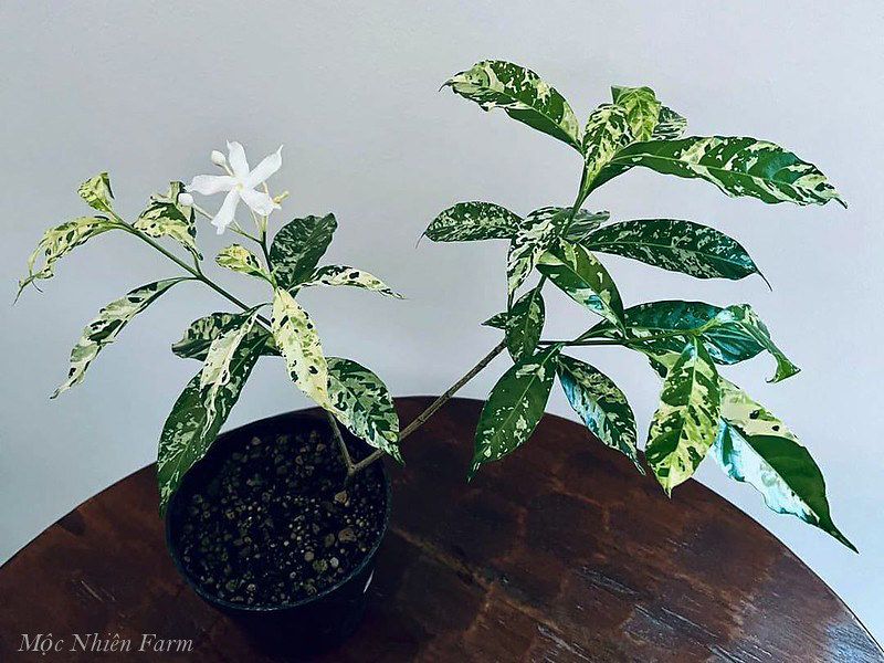 Mai vạn phúc cẩm thạch B1