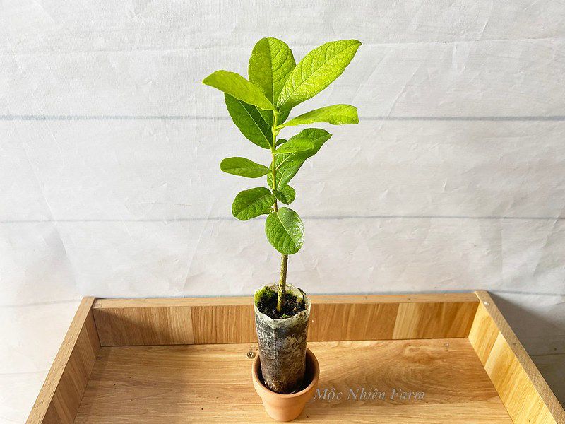 Mai xanh Thái đứng C1