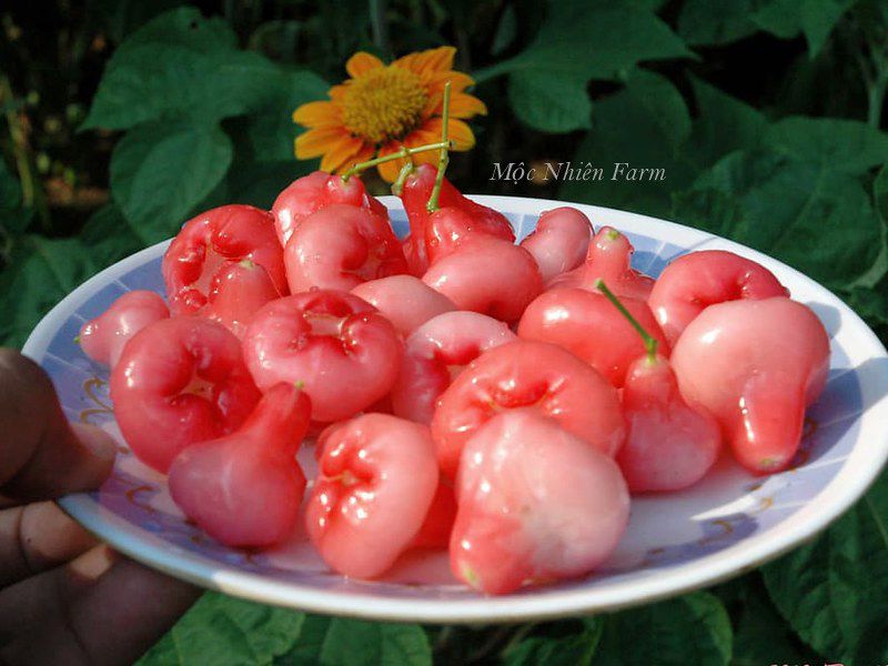 Mận hoàng yến