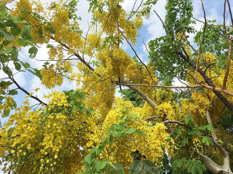 Muồng hoàng yến vàng