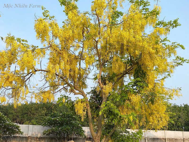 Muồng hoàng yến vàng