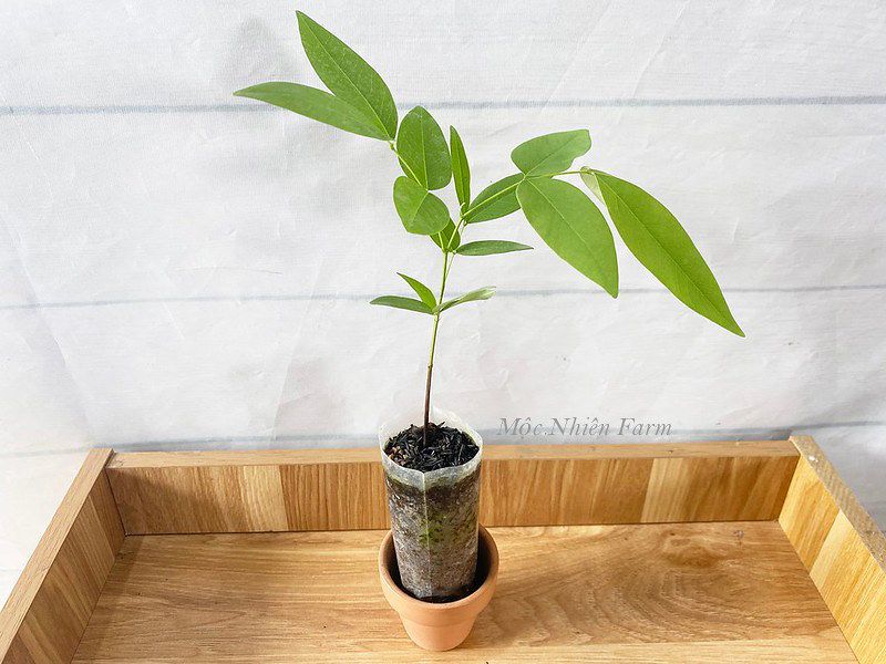 Muồng hoàng yến vàng