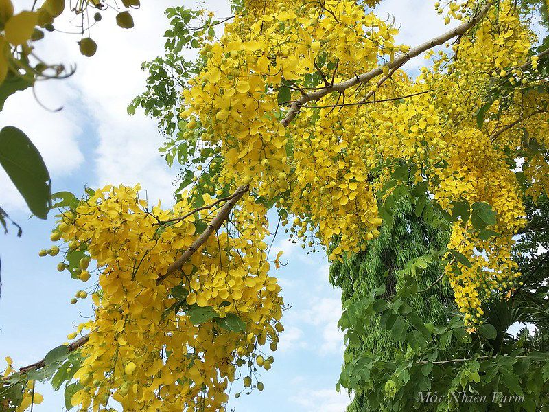 Muồng hoàng yến vàng