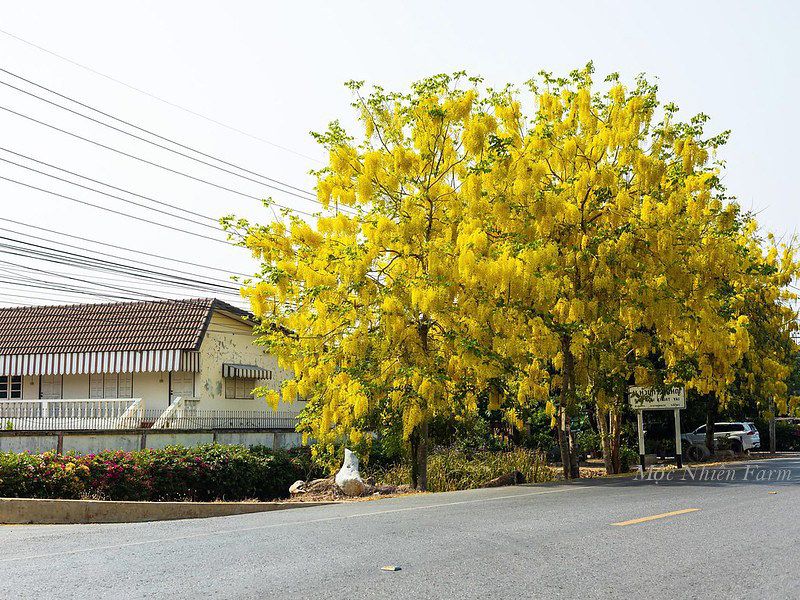 Muồng hoàng yến vàng