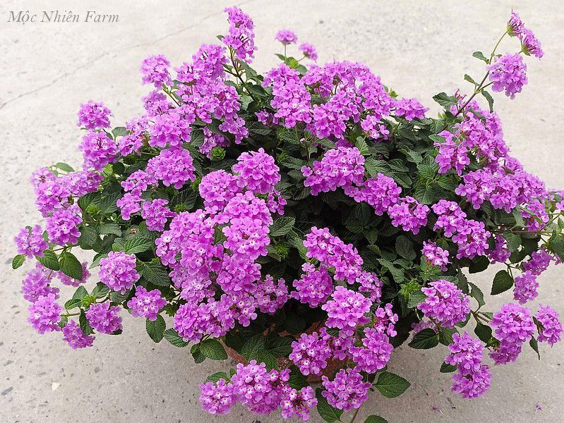 Hoa ngũ sắc tím rủ Y1