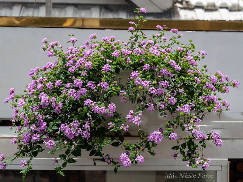 Hoa ngũ sắc tím rủ Y1