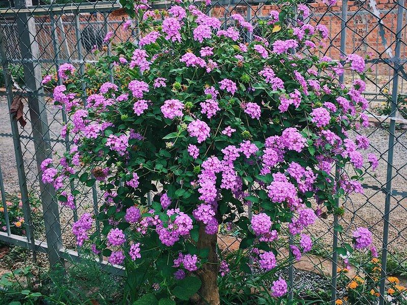 Hoa ngũ sắc tím rủ Y1