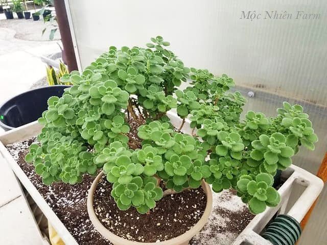 Nhất mạt hương