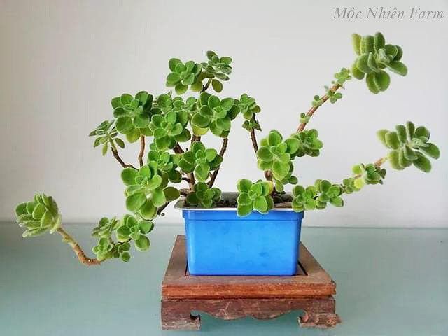 Nhất mạt hương