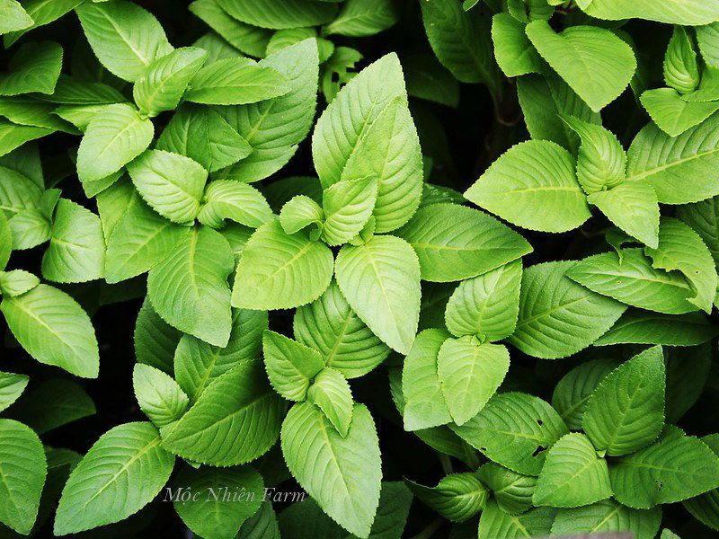 Quế vị (Rau xá xị)