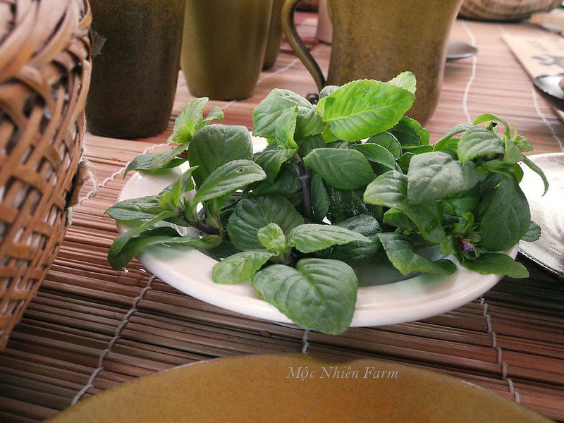 Quế vị (Rau xá xị)