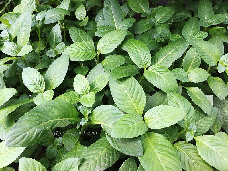 Quế vị (Rau xá xị)