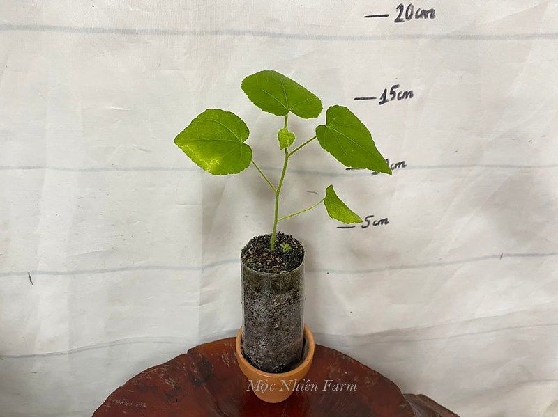 Sâm bố chính