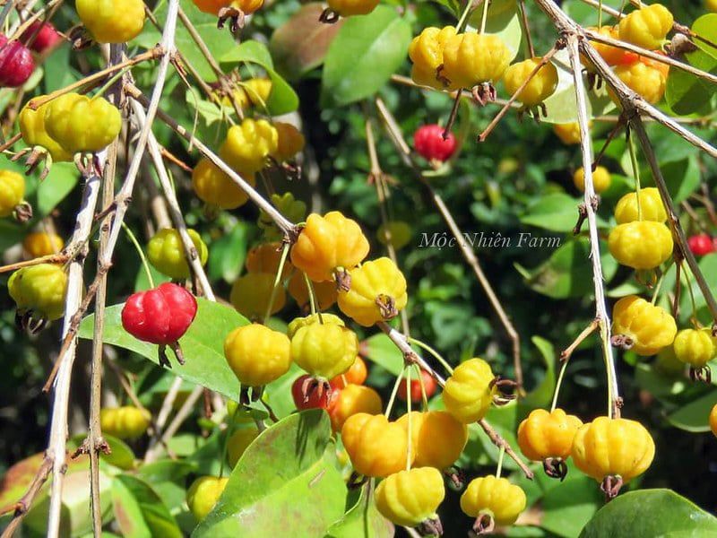 Surinam Cherry