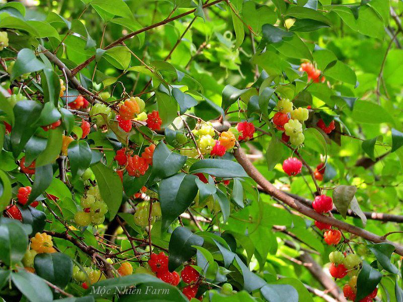 Surinam Cherry