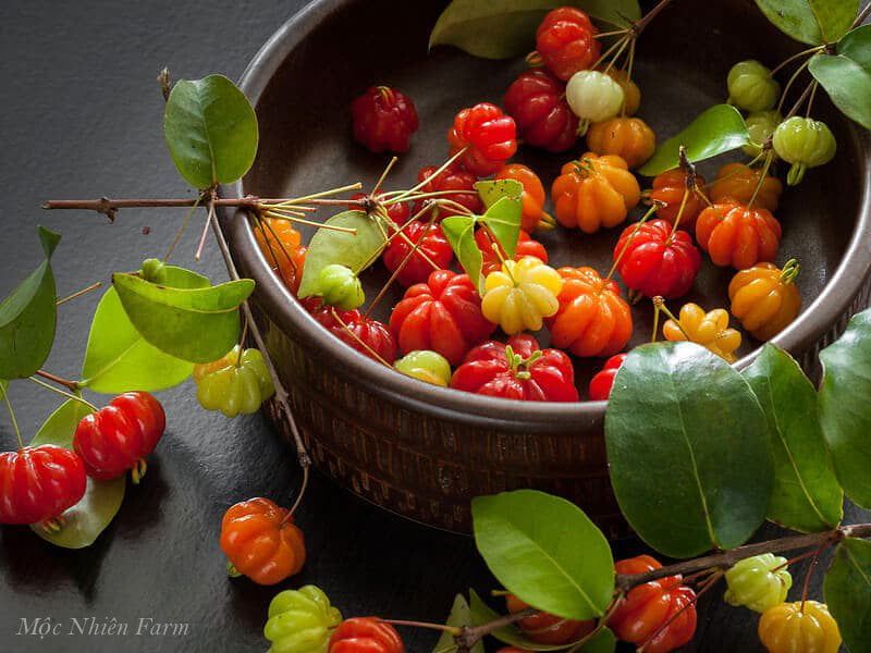 Surinam Cherry