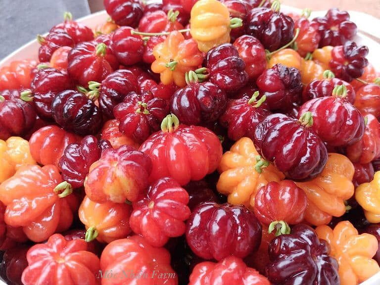 Surinam Cherry