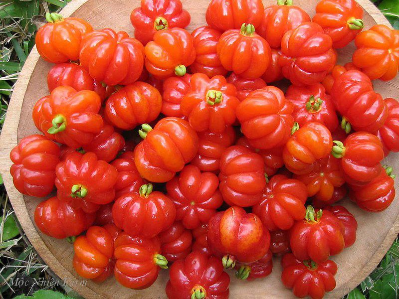 Surinam Cherry
