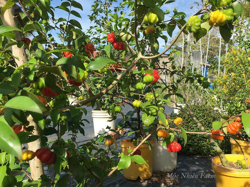 Surinam Cherry