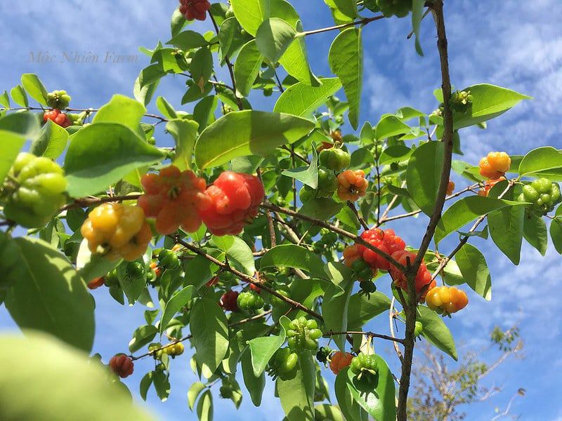 Surinam Cherry