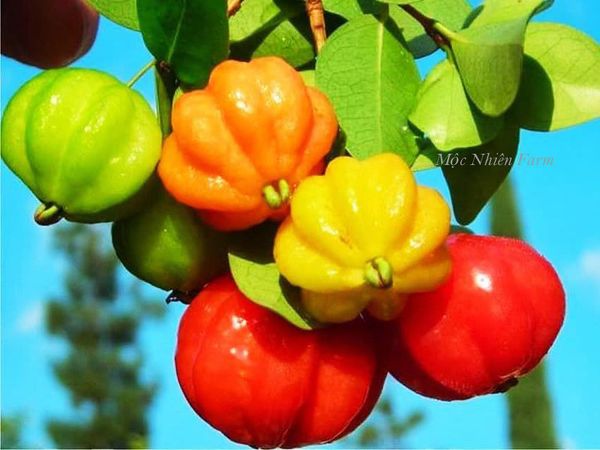  Surinam Cherry 