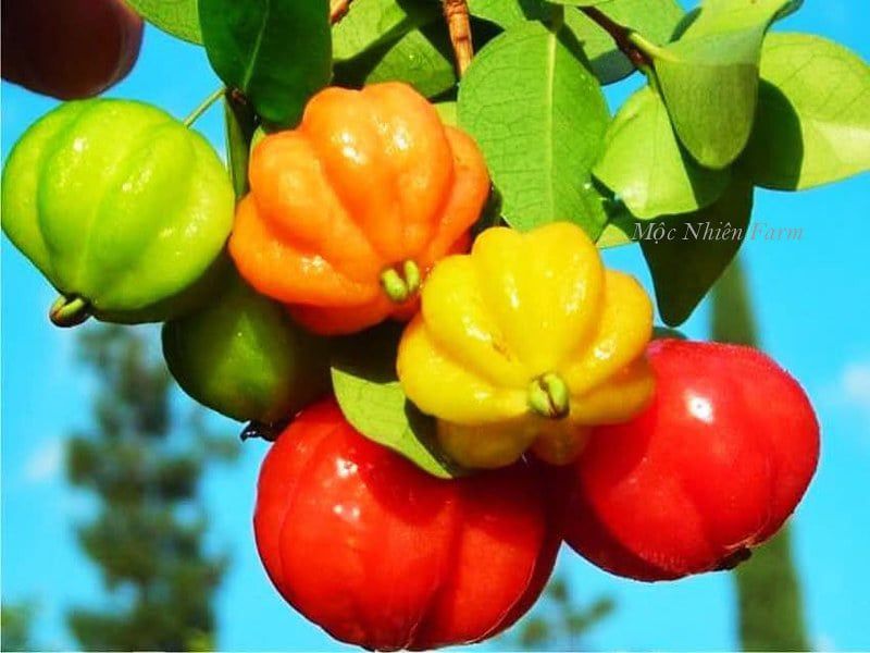 Surinam Cherry