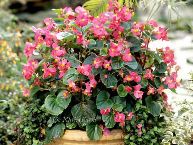 Hoa thu hải đường hồng lùn, đơn A1