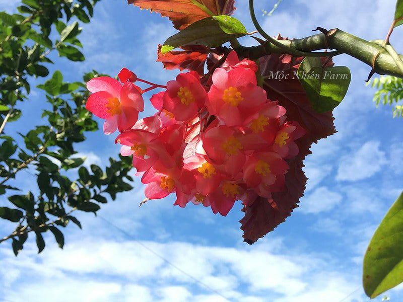 Hoa thu hải đường hồng cao, đơn C1