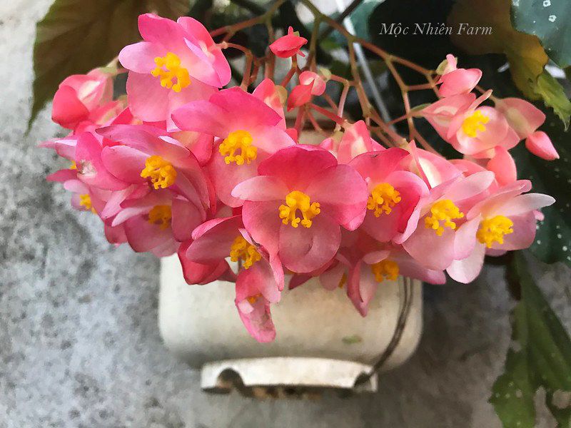 Hoa thu hải đường hồng cao, đơn C1