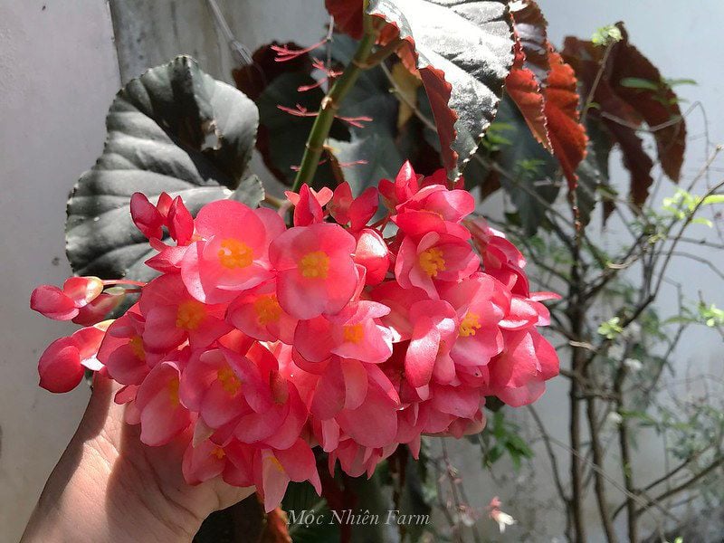 Hoa thu hải đường hồng cao, đơn C1