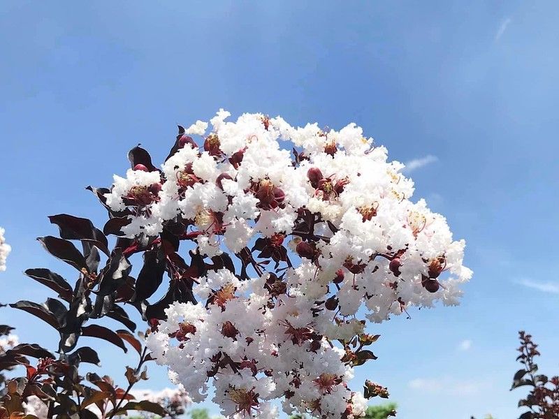 Tường vi hoa trắng lá đỏ B1