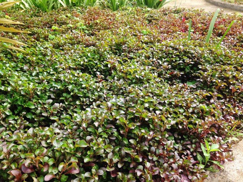 Xà lách xoong Nhật